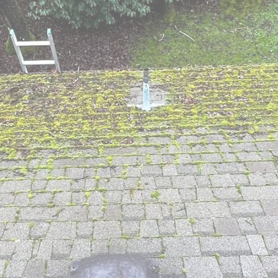Is a little bit of moss really that big of a deal?